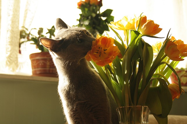 tulipe fleur toxique pour le chat